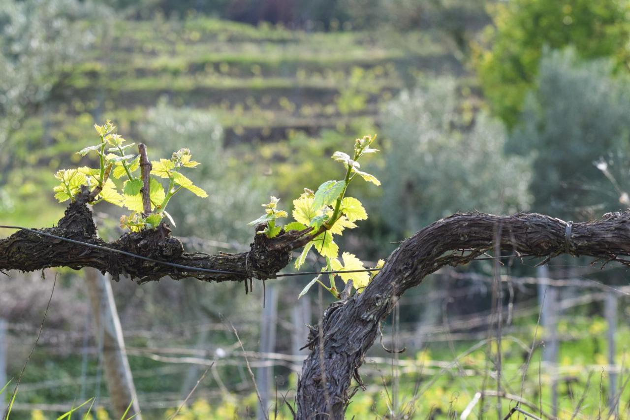 Quinta Dos Padrinhos - Suites In The Heart Of The Douro Lamego Exterior foto